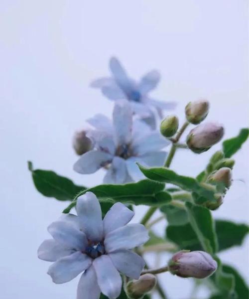 蓝星花的花语之美——寄托着希望与宁静（诠释自然与心灵的和谐共生）
