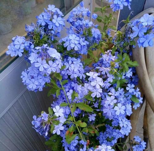 蓝雪花的花语与寓意（美丽而神秘的蓝雪花，它代表着什么？）
