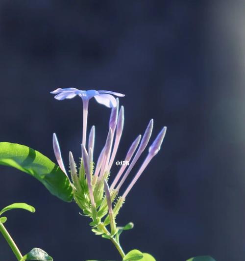 蓝雪花的花语及其象征意义（探寻蓝雪花的美丽花语，洋溢着希望和纯洁）