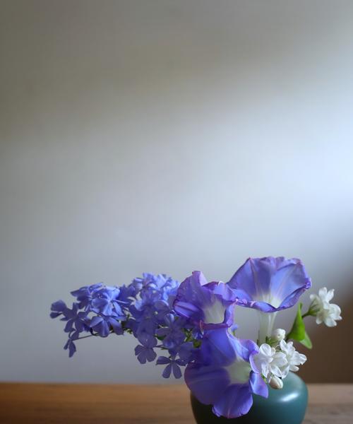 蓝雪花的花语及其象征意义（探寻蓝雪花的美丽花语，洋溢着希望和纯洁）