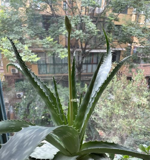 芦荟开花的奇妙之处（探秘芦荟开花的过程及其生态作用）