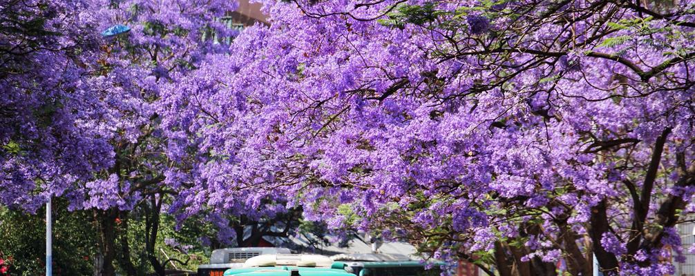 以蓝楹花语，诠释心灵之美（花开如梦，芬芳洒满人间）