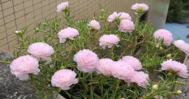 夏日花园盛开精选适合夏天种的花（让你的夏日更加美丽动人，打造一片属于你的花海）