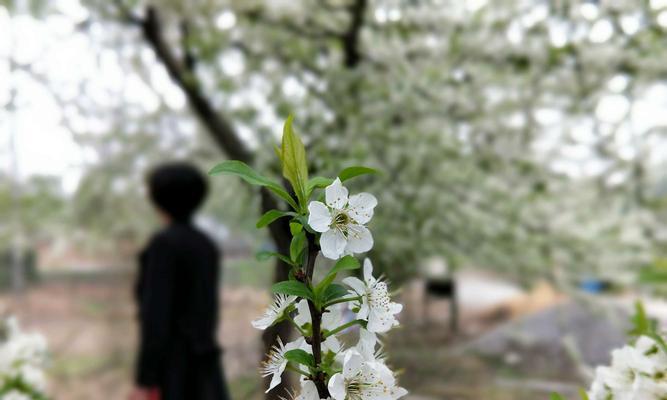 梨花之美（探寻梨花的神秘魅力与深刻寓意）