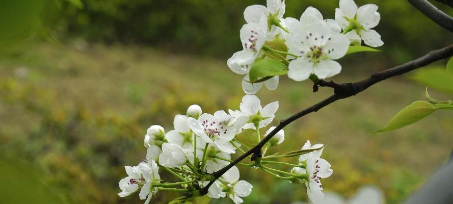 梨花花语的魅力与传承（探寻梨花花语的寓意与历史底蕴）