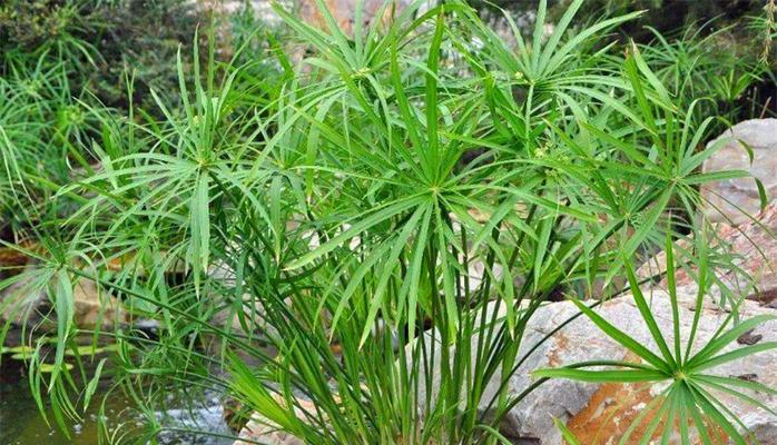 水竹叶子发黄的原因及解决方法（掌握这些关键技巧，让水竹重新焕发青春）