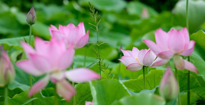 莲花花语的意义与传承（展现美丽坚强的莲花，舞动生命的力量）