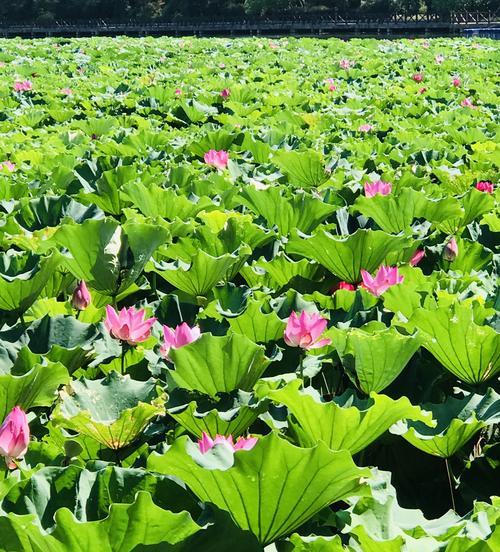 莲花的寓意及象征意义（纯洁、美丽与坚强的莲花）