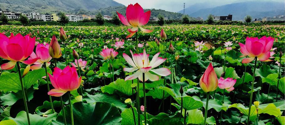 莲花的寓意及象征意义（纯洁、美丽与坚强的莲花）