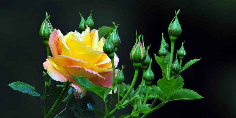 两朵黄玫瑰的象征意义（黄玫瑰传递的情感和寓意）