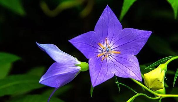 铃铛花的花语及寓意（铃铛花的神秘与美丽）