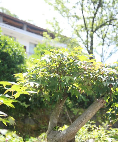 如何养护三角枫盆景（打造枫叶盆景的养护技巧）