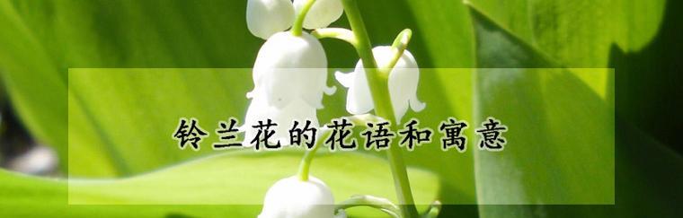 铃兰花的花语及其意义（铃兰）