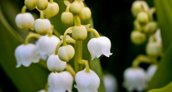 铃兰花的花语及其意义（铃兰）