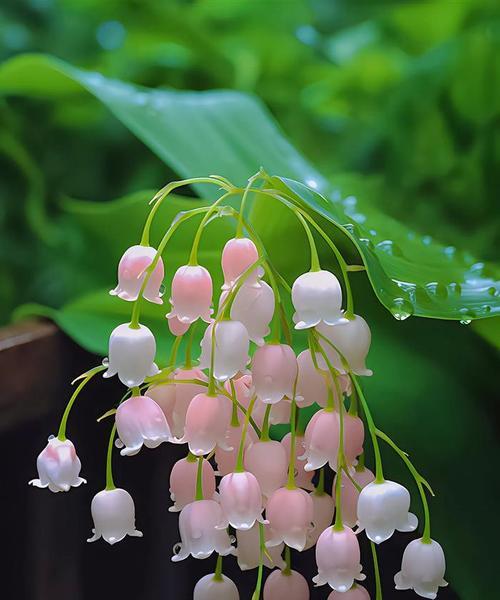 铃兰花语（探究铃兰花的花语及其象征意义）