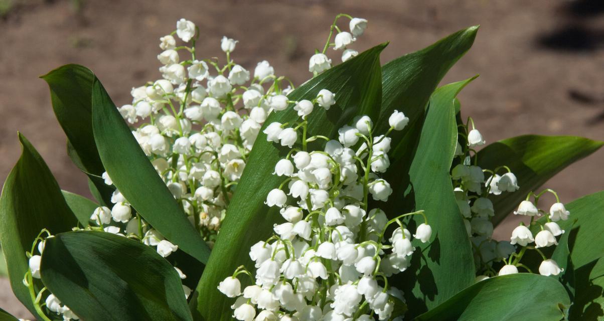 铃兰花（探寻铃兰花的花语和神话传说，揭示其深厚的文化内涵）