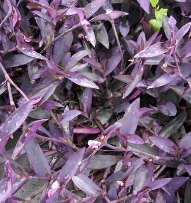 怎样种植紫鸭趾草，让它长得更茂盛（养护技巧、适宜环境和精细管理）