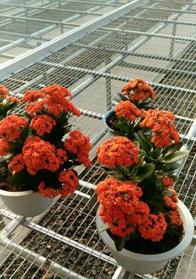 冬季花卉养殖之良品推荐（寻找适合冬季养殖的花卉，让生活更有色彩）