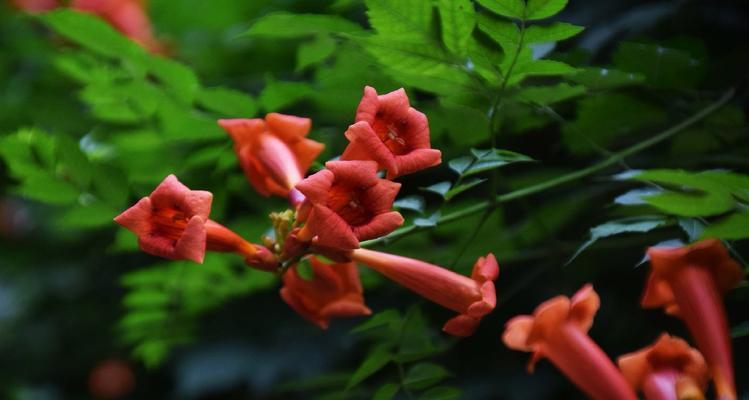 凌霄花的花语之美丽与坚韧（揭开凌霄花的神秘面纱，探寻其深刻花语）