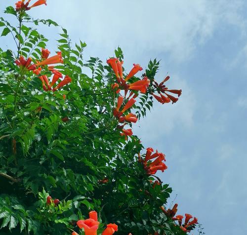 凌霄花的寓意象征（解读凌霄花的美丽与力量）