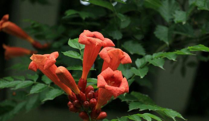 凌霄花的寓意象征（解读凌霄花的美丽与力量）