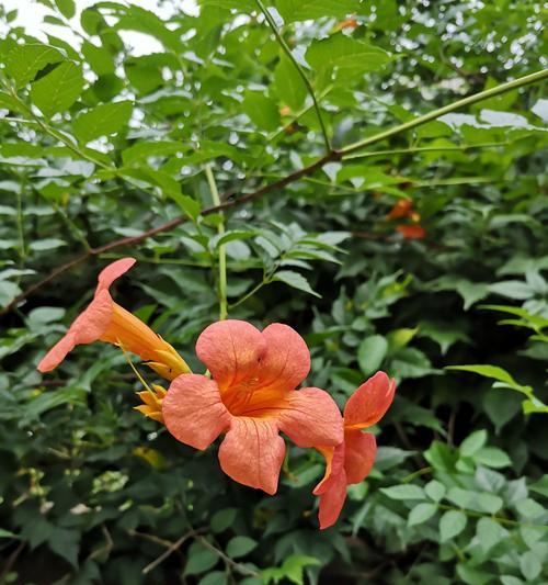 凌霄花花语和寓意，与我们的情感息息相关（凌霄花的花语解读，让我们更懂得爱和勇敢）