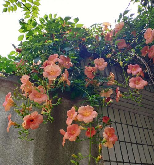 凌霄花花语解读（唤醒内心的激情与勇敢，凌霄花花语成就你的人生）