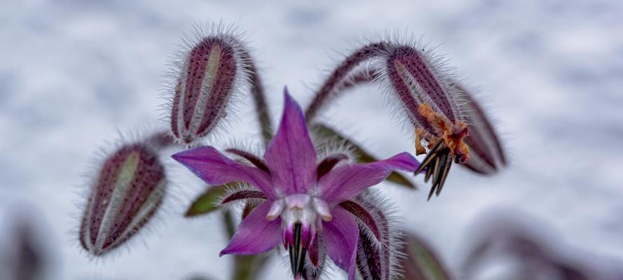 以琉璃苣的花语（探索以琉璃苣花语的深层含义）