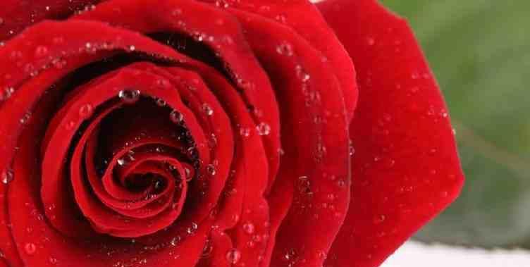 六朵玫瑰花语的含义（探寻六朵玫瑰的不同花语）