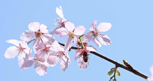 日本樱花与中国樱花的区别（比较两国樱花的形态、分布、文化及历史）