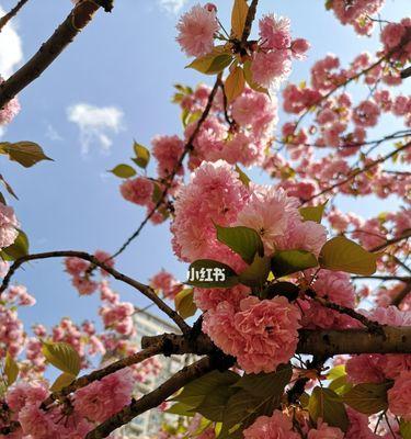 日本樱花与中国樱花的区别（比较两国樱花的形态、分布、文化及历史）