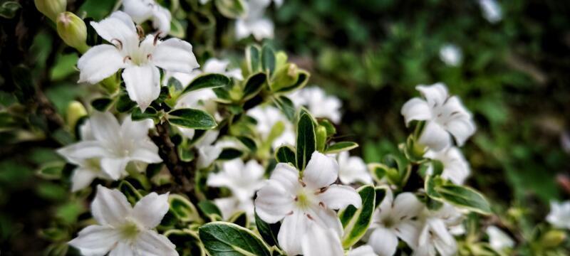 六月雪的花语——爱的盛开（绽放在夏季的奇迹）