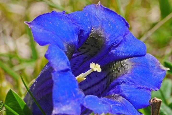 龙胆花（以龙胆花的花语和象征意义探寻内心的力量）