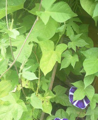 牵牛花的香味（探究牵牛花的芬芳之谜）