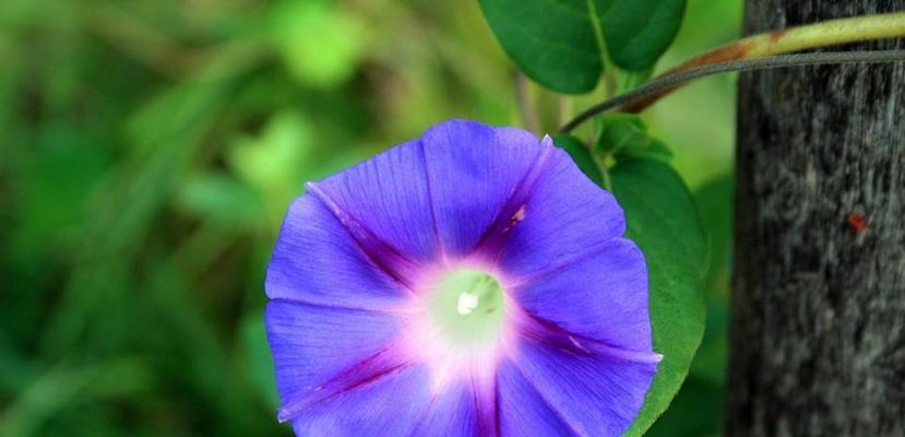 牵牛花的香味（探究牵牛花的芬芳之谜）