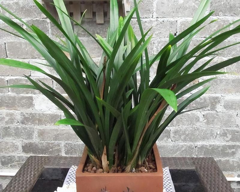 墨兰养护全攻略（做好这些，让你的墨兰长得更加茂盛）