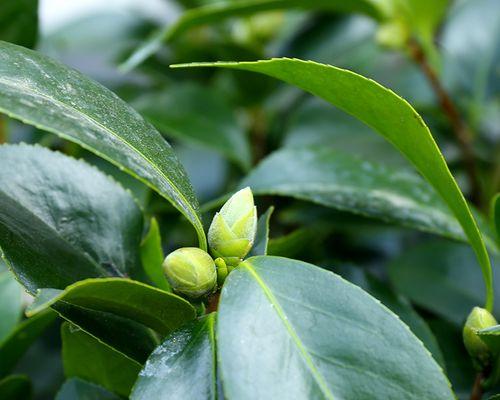 盆栽茶花雨季防护攻略（让您的茶花在雨季依然灿烂）