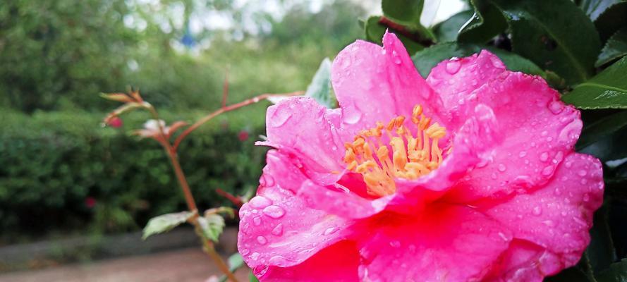 盆栽茶花雨季防护攻略（让您的茶花在雨季依然灿烂）