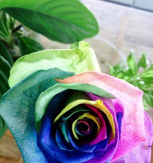 洛丽玛丝玫瑰花语（用花语诠释爱情，洛丽玛丝玫瑰的意义与传承）