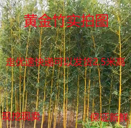 适合北方耐寒的竹子品种介绍（北方如何栽培耐寒竹子）