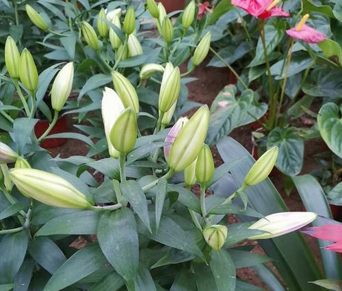 百合花开的寓意（探究百合花的象征意义及文化内涵）