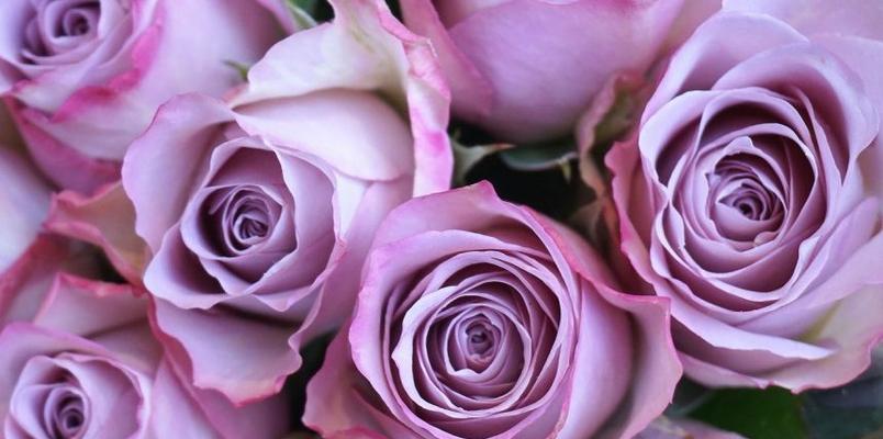深情的紫色玫瑰，代表爱的坚贞（寓意丰富的紫色玫瑰，擅长表达感情）