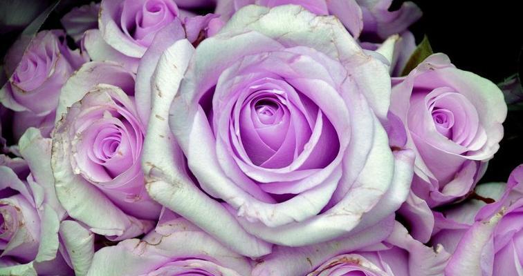 深情的紫色玫瑰，代表爱的坚贞（寓意丰富的紫色玫瑰，擅长表达感情）
