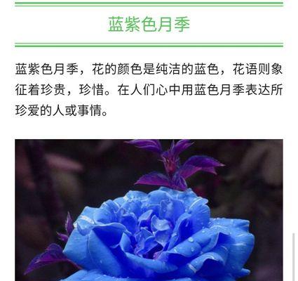绿玫瑰的花语——希望与新生（探索绿玫瑰花语的深层含义）