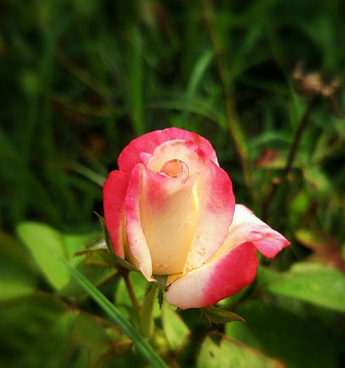 绿色玫瑰花语的寓意（探寻绿色玫瑰所代表的吉祥和希望）