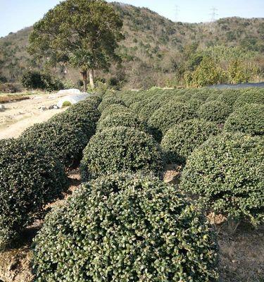 龟甲冬青树种植与养护详解（龟甲冬青树的成活率高吗？如何培育健康的冬青树？）