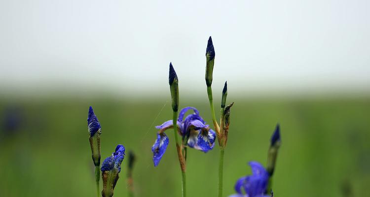 以马兰花花语探秘（解读以马兰花花语的深刻寓意）