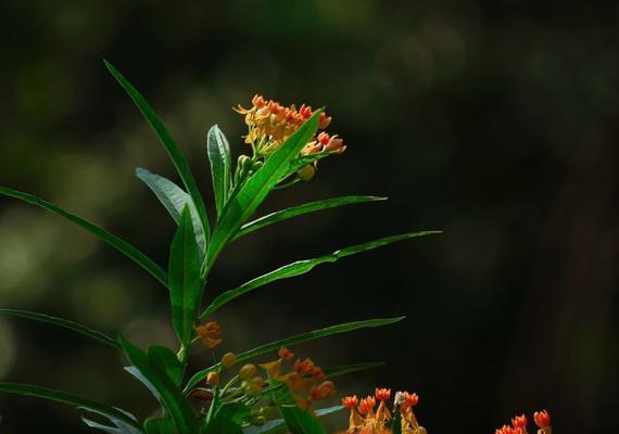 以马利筋花语（绽放的秘密和心灵的呼唤）