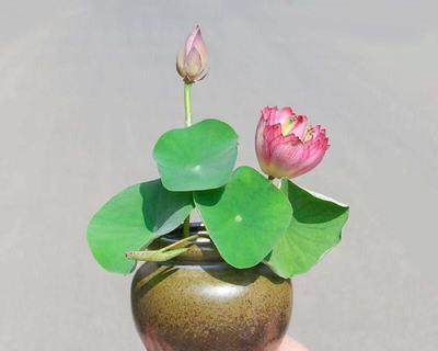 如何成功种植睡莲盆栽（掌握关键技巧，让你的睡莲盆栽长势旺盛）