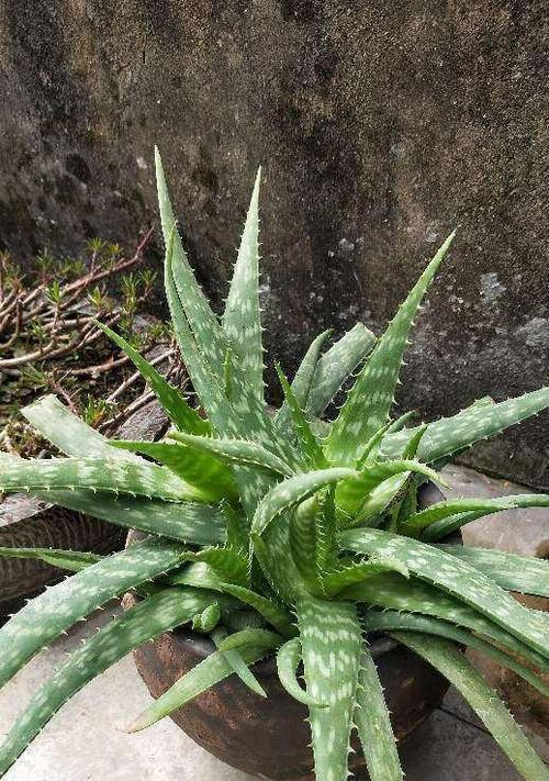 了解芦荟的不同种类及其优劣势（探讨芦荟的多重用途和适用范围）